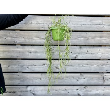 Hoya Linearis (Voskovka) - kont. C1,5L, výška 40-50 cm - závesný kvetináč